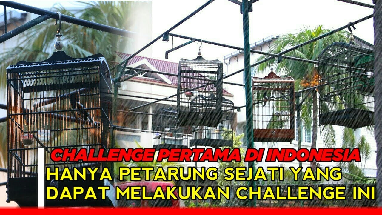 Hanya Yang Fighter Berani Latihan di RAMOS BIRD CLUB