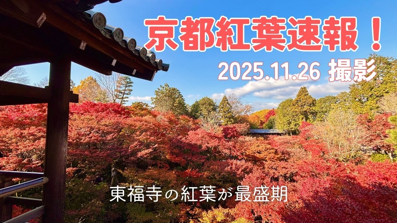 【京都紅葉速報2025】11.26撮影｜東福寺の紅葉が最盛期｜塔頭・光明院の静寂も