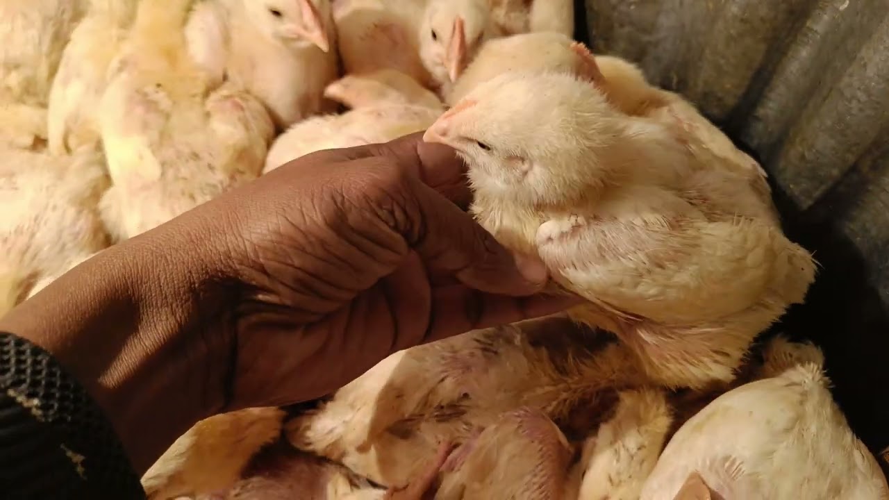 How beautiful the chicken looks.American