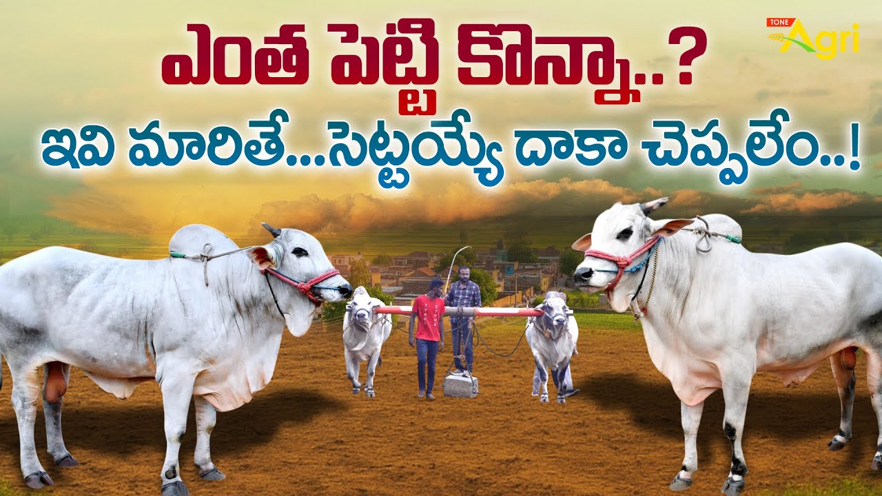 Ongole Bulls Characteristics | ఎంత పెట్టి కొన్నా..? ఇవి మారితే, సెట్టయ్యే దాకా చెప్పలేం..! Tone Agri