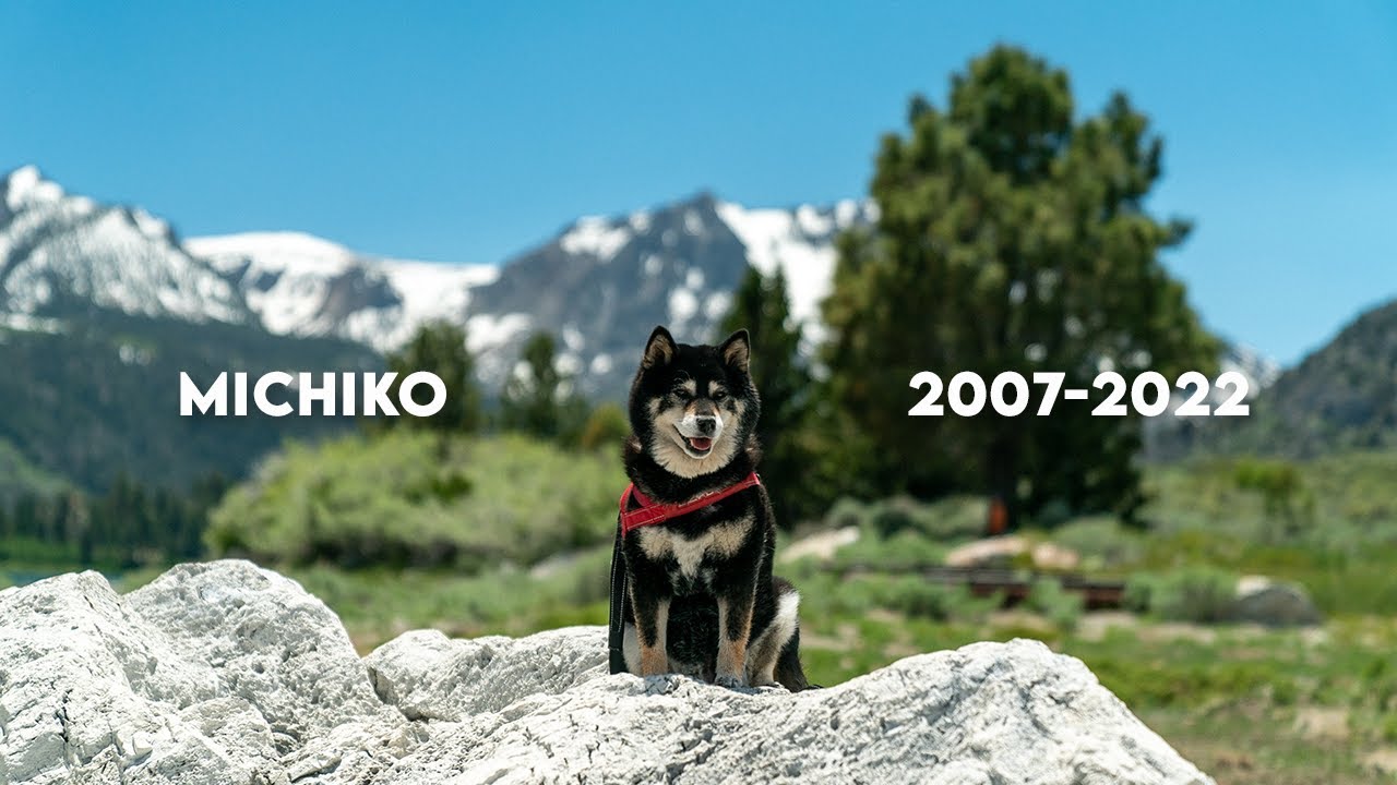 Remembering A Dog's Love | Michiko Shiba