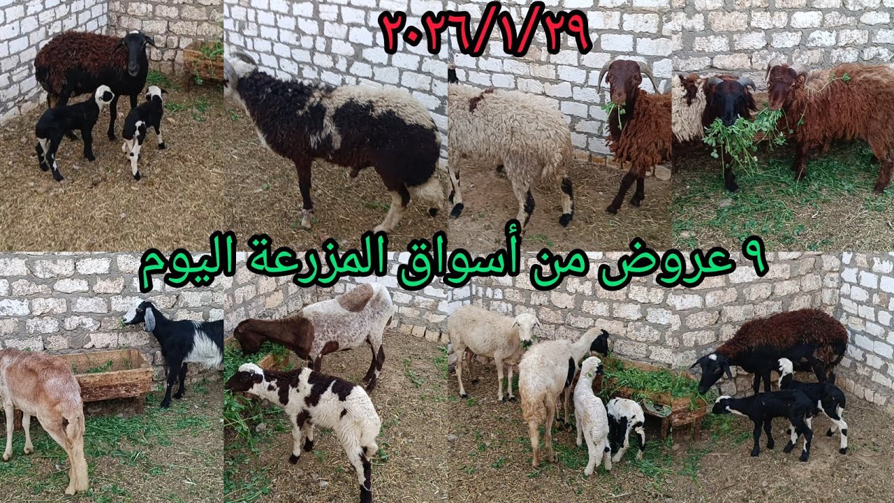 ٩ عروض من أسواق المزرعة نعاج والده مجاوز وفرادي وخرفان لحم وقاني وطلوقه اليوم ٢٠٢٦/١/٢٩