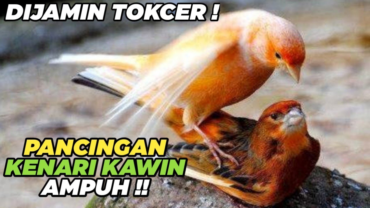 PANCINGAN KENARI KAWIN AMPUH DI JAMIN TOKCER !! #masteran #pancingankenari #kenarikawin #viral