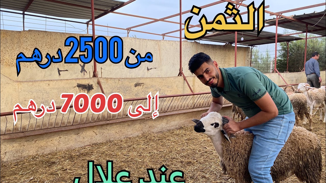 أثمنة خروف العيد في مدينة الناظور من عند علال بوعرگ