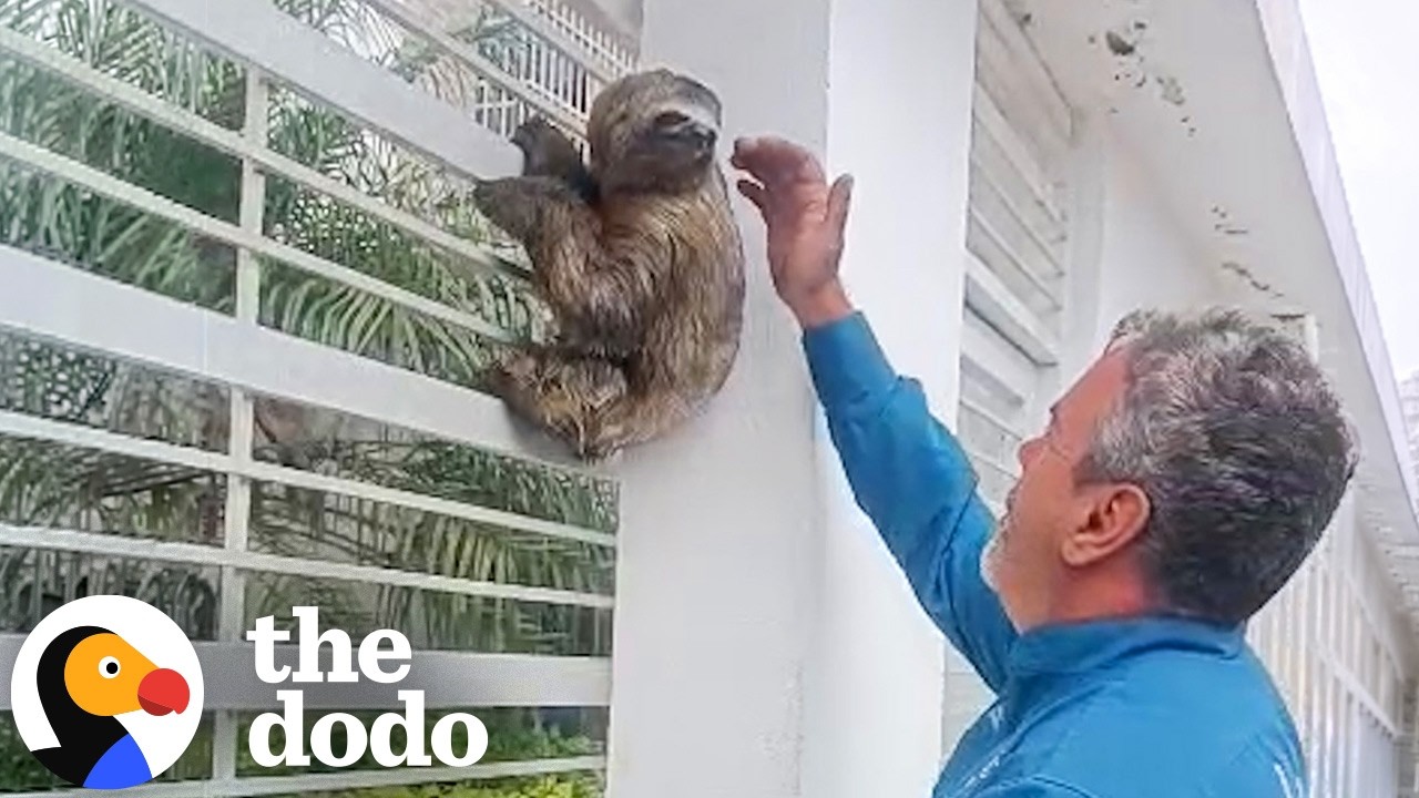 Мужчина спас ленивцев из опасных ситуаций в Венесуэле | The Dodo