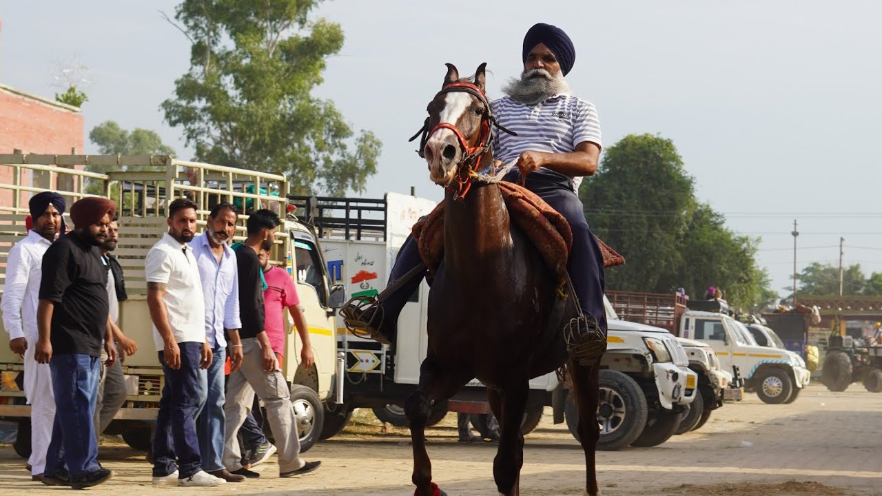 JAGRAON HORSE FAIR 2024 19 SEP ​⁠@marwarihorselovers