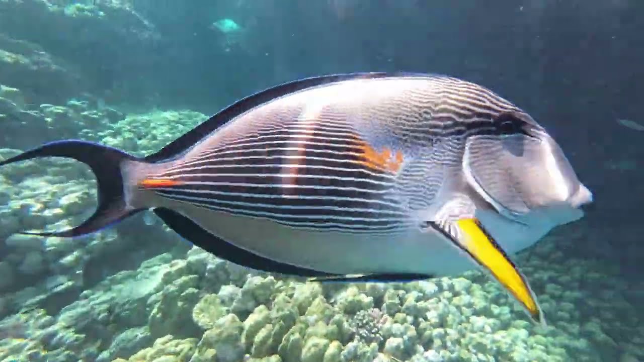 Schnorcheln am Steg vom Grand Makadi Bay - Hurghada - Egypt / Traumhafte Unterwasserwelt