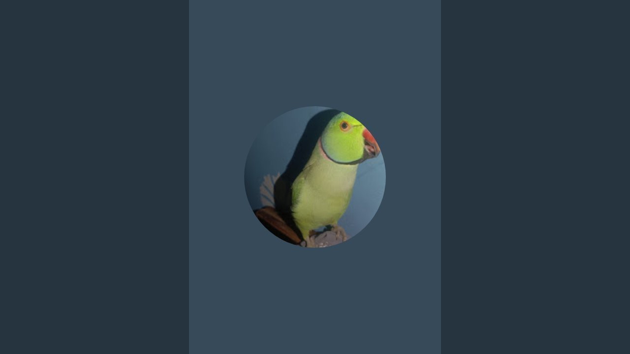 mikku ki bak bak  लाइव है! bolne wala parrot 🦜🦜
