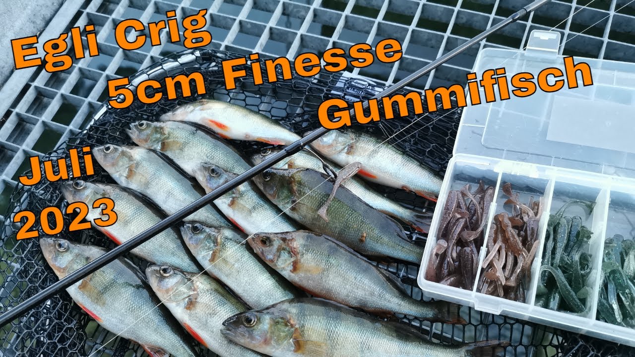 Egli an der Aare mit Carolinarig vom Ufer fischen | Anleitung