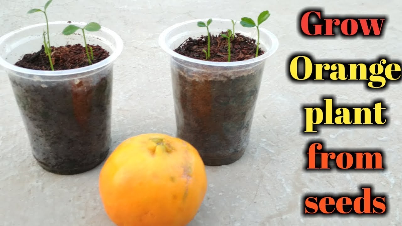 How to grow orange plant from seeds.|| संतरा को बीज से कैसे उगाये।