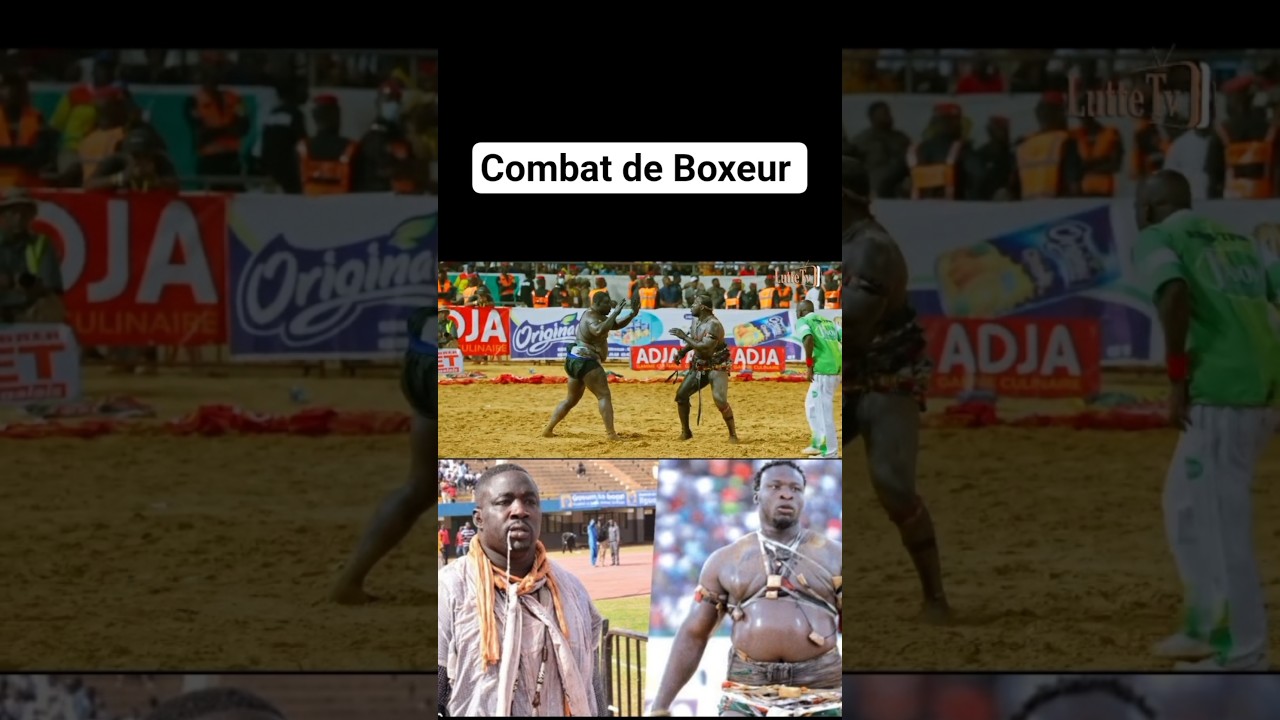 Ama Bald&eacute; vs Gris Bordeaux en 4K #lamb