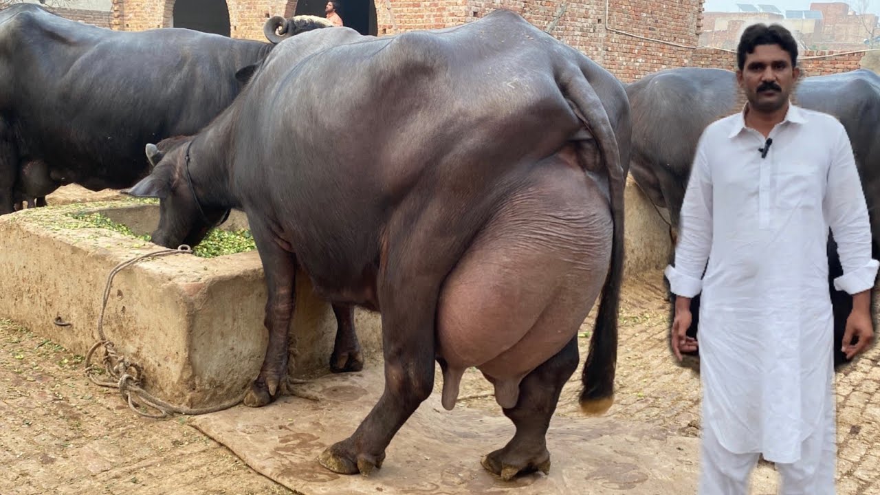 High Milker Buffaloes diet Plan, Wanda Formulla, Breed by Top Buffalo Breeder Haji Umar Nazir Gujjar