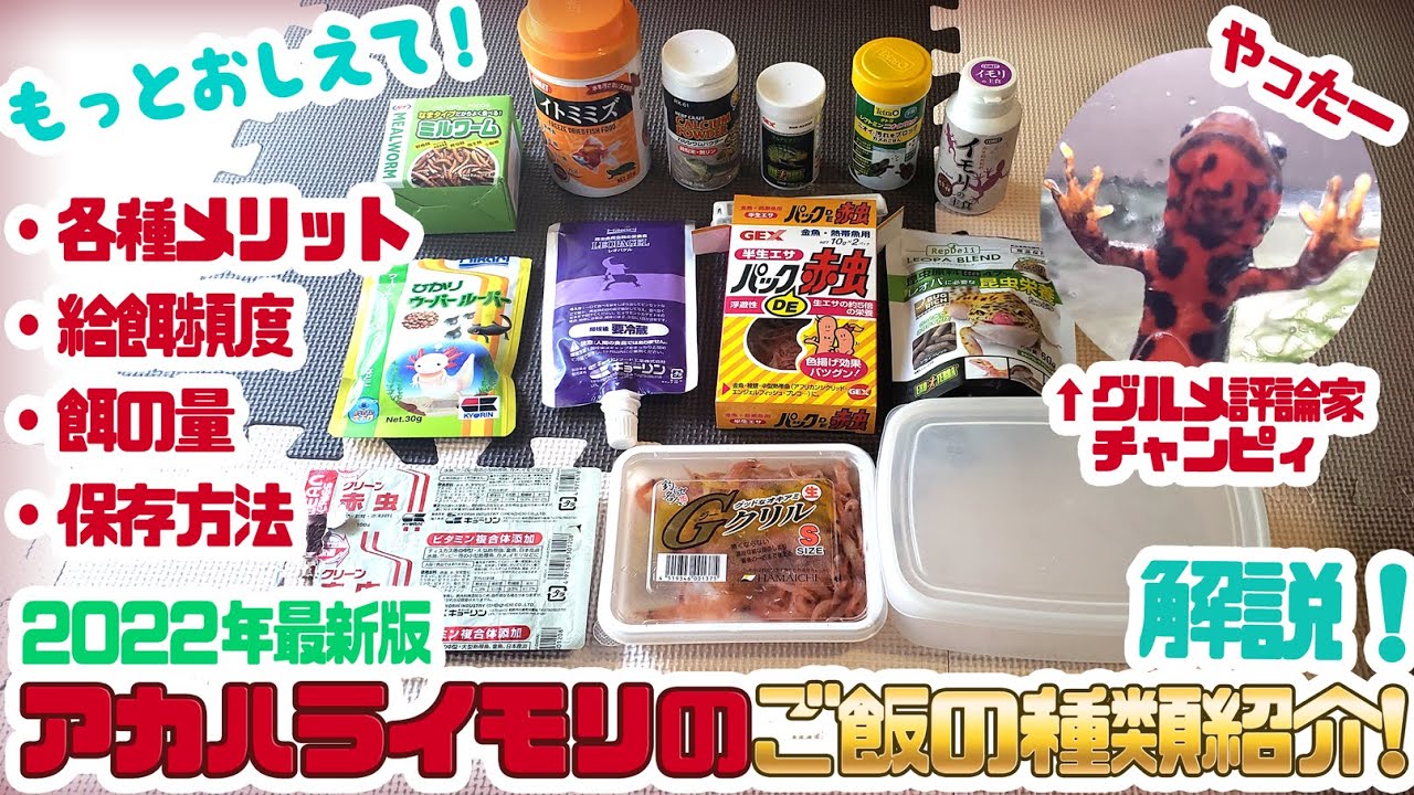 【アカハライモリ飼育解説】アカハライモリはどんな種類の餌やご飯を食べるかまるっと解説！2022年最新版！ #ゆっくりアカハライモリ日記 29