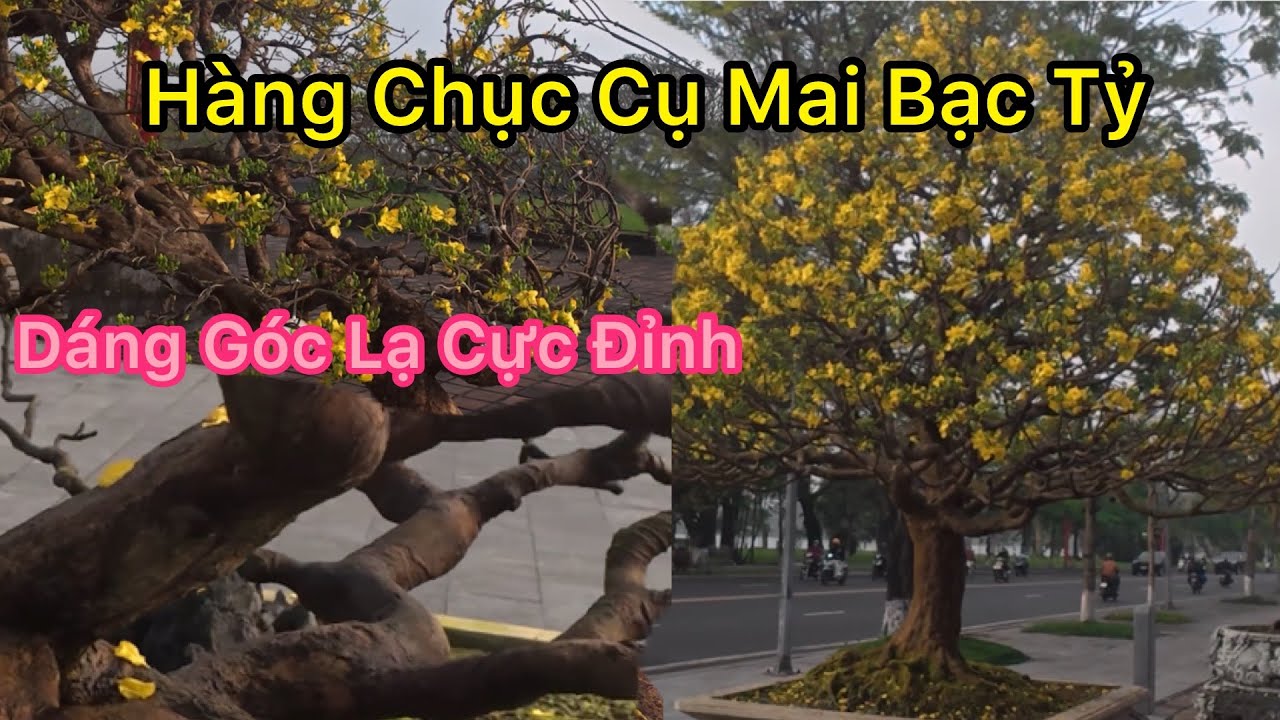 Hàng Chục Cụ Hoàng Mai Bạc Tỷ DángThế Gốc Bệ Cực Đỉnh.VEN HUẾ 