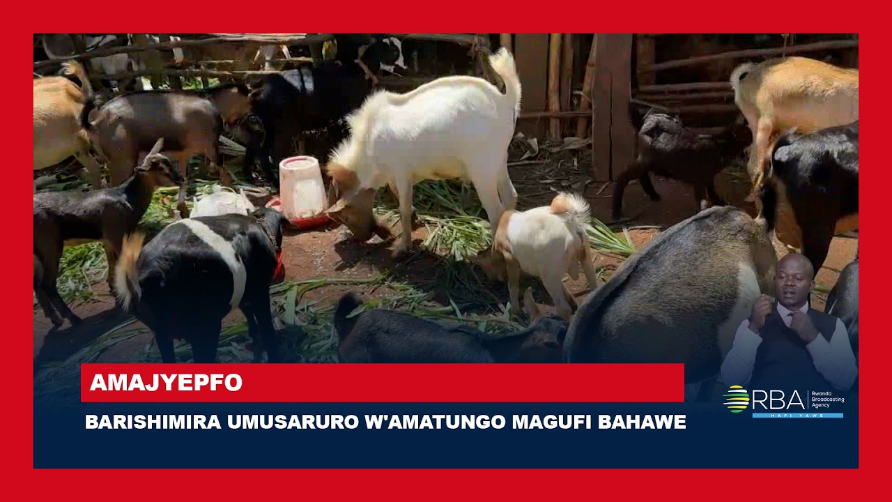 Amajyepfo: Abaturage barishimira umusaruro w'amatungo magufi bahawe yabafashije kwiteza imbere