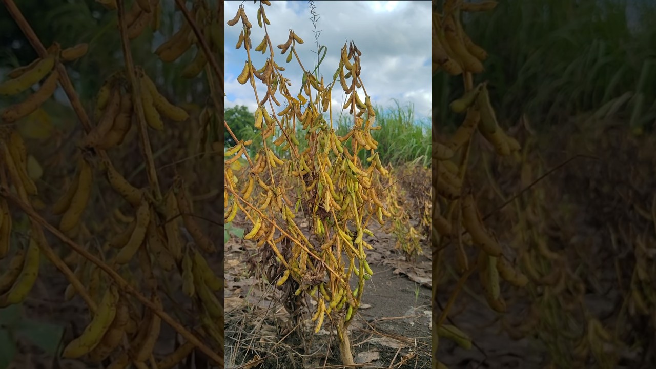 A new variety of soybean has been introduced in the market."