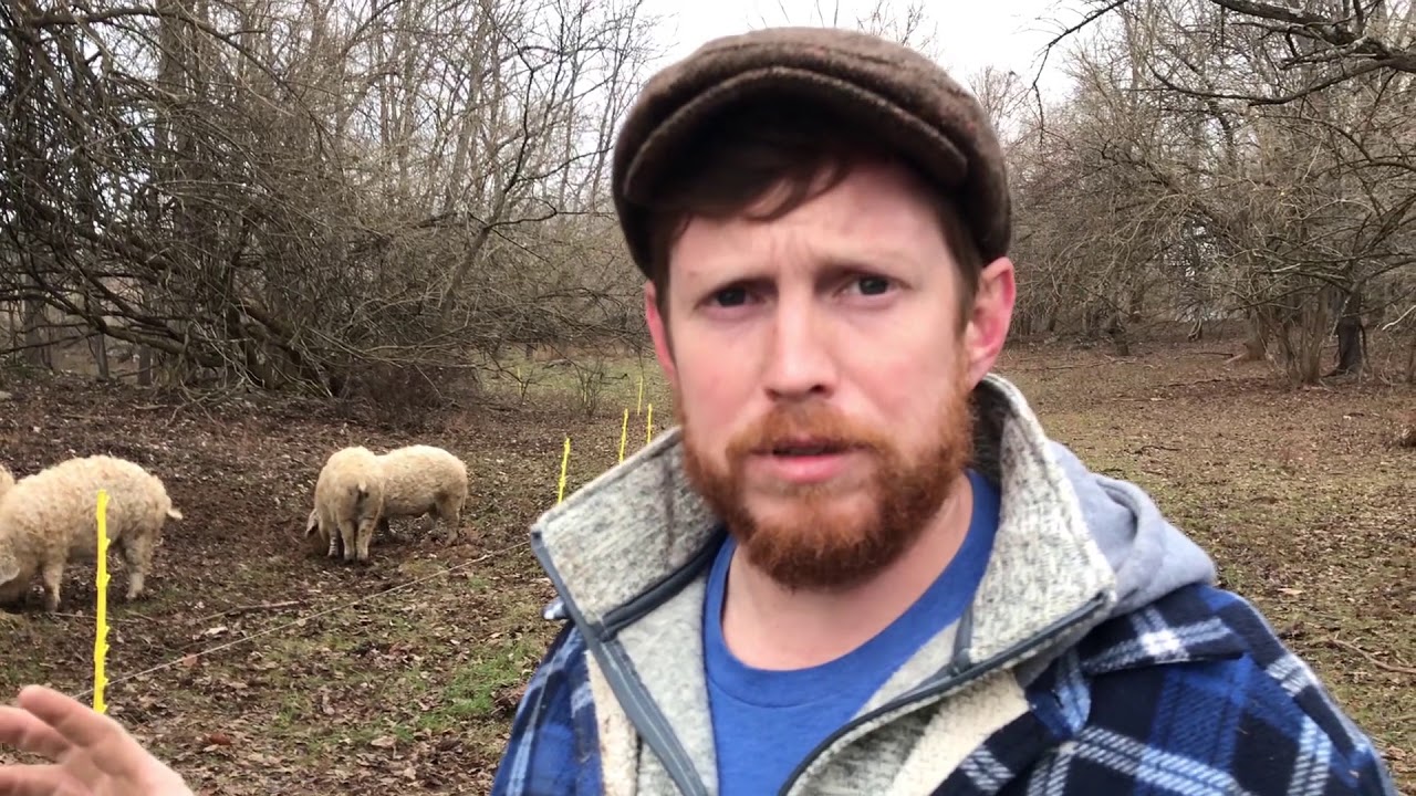 Mangalitsa Pig Farmer
