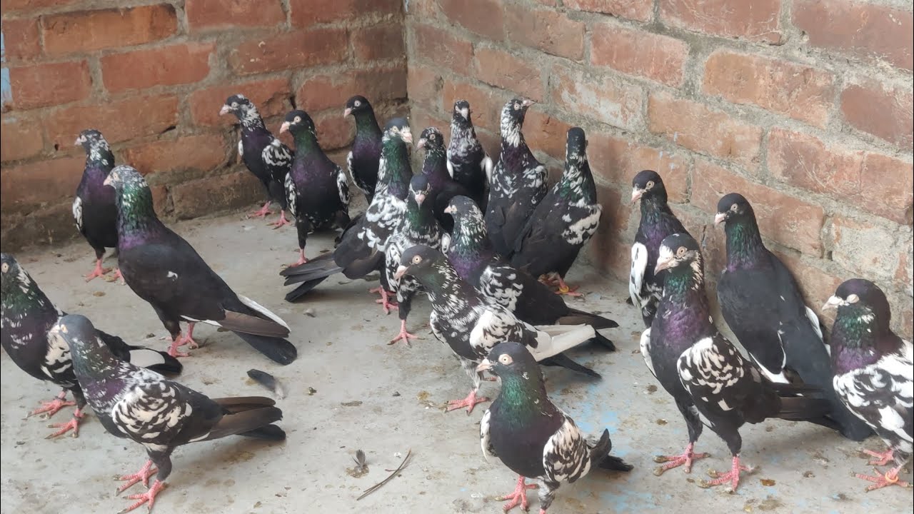 kalanch saharanpuri kabutar for sale ek bar phir sab eksatha rizvan bhai 100% original saharanpuri