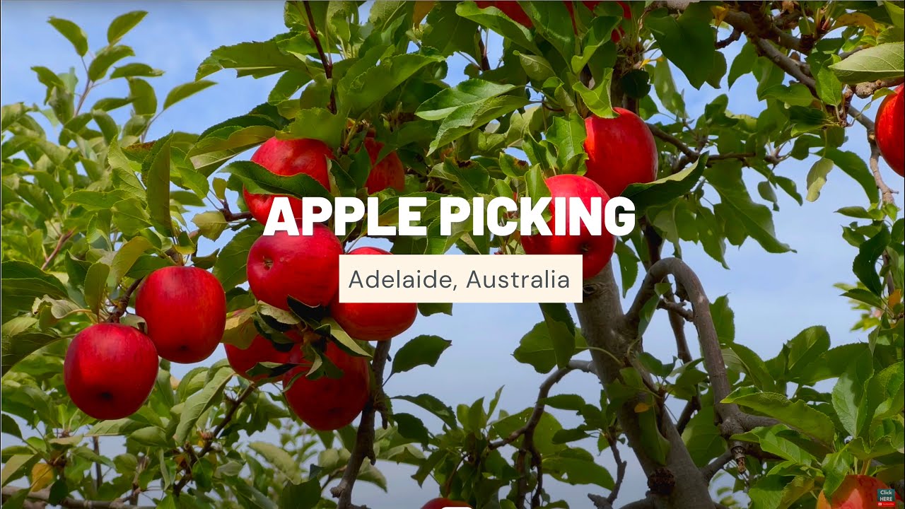 APPLE PICKING in ADELAIDE HILLS | Montacute Valley Orchards, Adelaide, South Australia (4K)