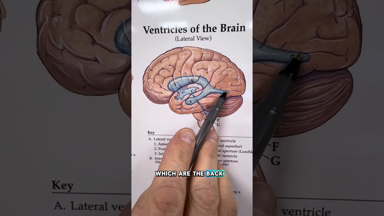 Learning Brain Anatomy is Cool 🧠😎 #doctor #brain #anatomy #medicalstudent #knowledge