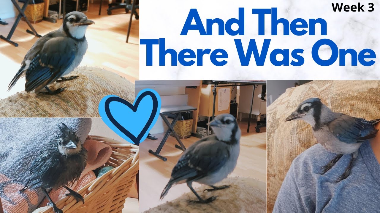 Raising baby Blue Jays | Week 3