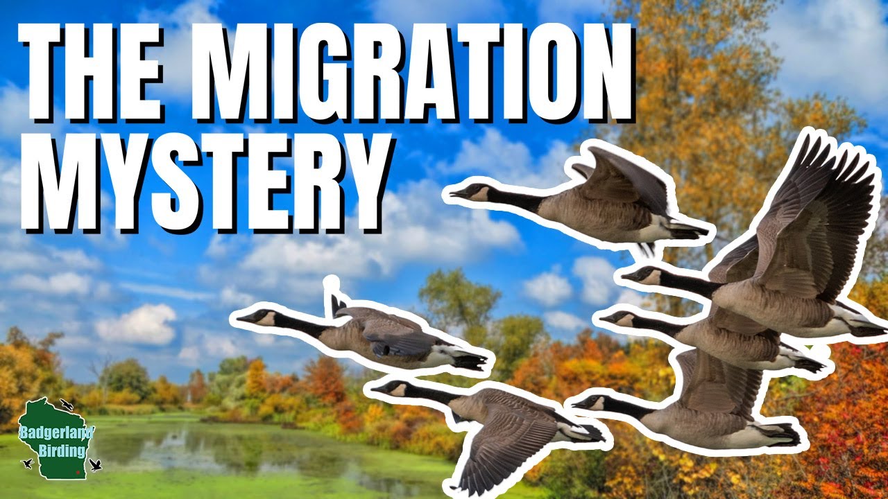 Bird Migration Mysteries: Why Do Birds Migrate and How?