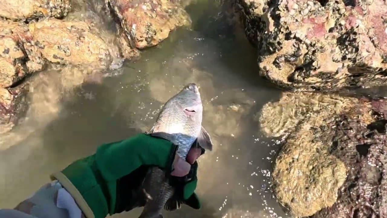 [Vol. 210] Small barramundi and Trevally Sashimi