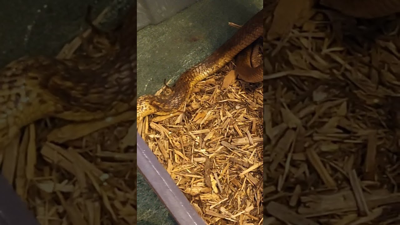 DON'T BUY IT!!! #Egyptiancobra #najahaje #venomoussnakes #venomous #cobras #venom