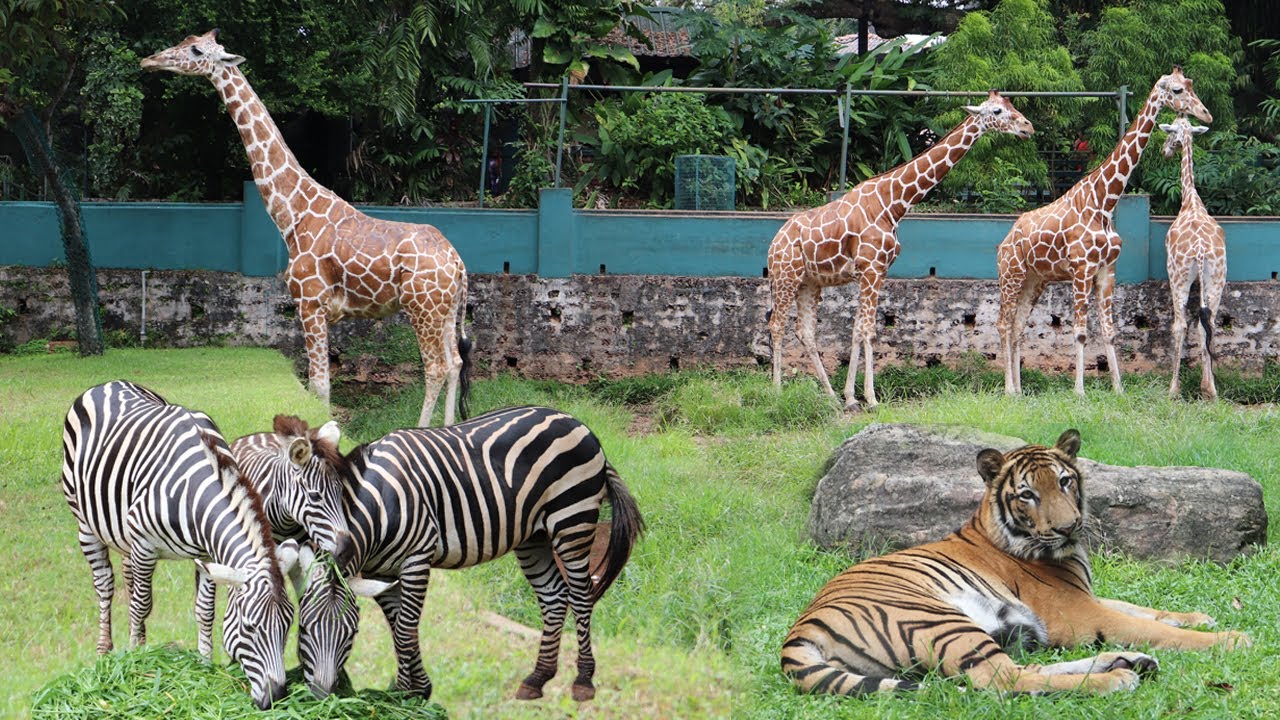 දෙහිවල සත්තු වත්ත හොදම ටික විනාඩි 5 න්  DEHIWALA ZOO IN SRILANKA 2019 Within 5 Minutes