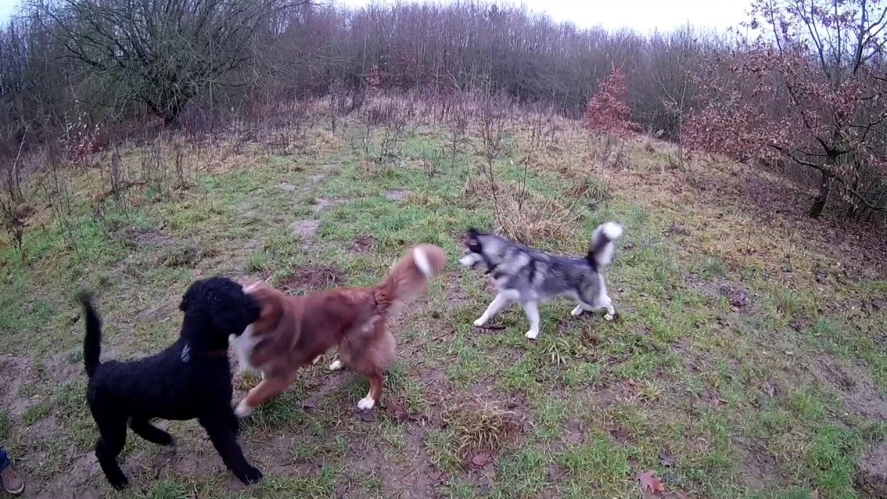 Nala im Hundeauslauf in Scharbeutz 🐶😊