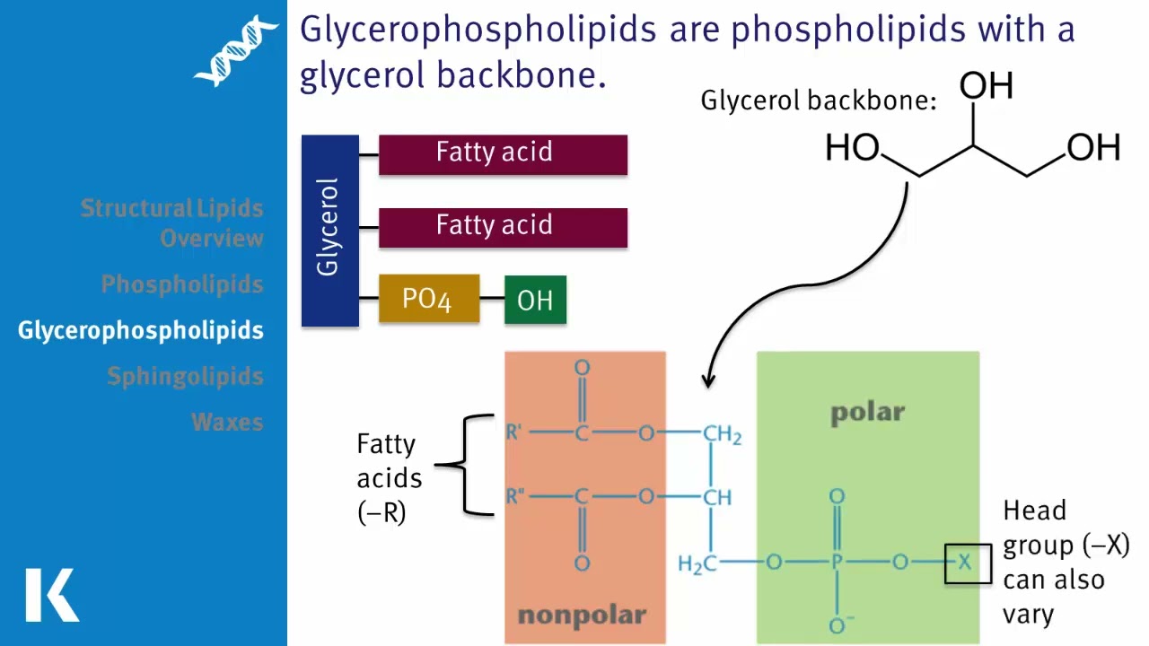 Structural Lipids