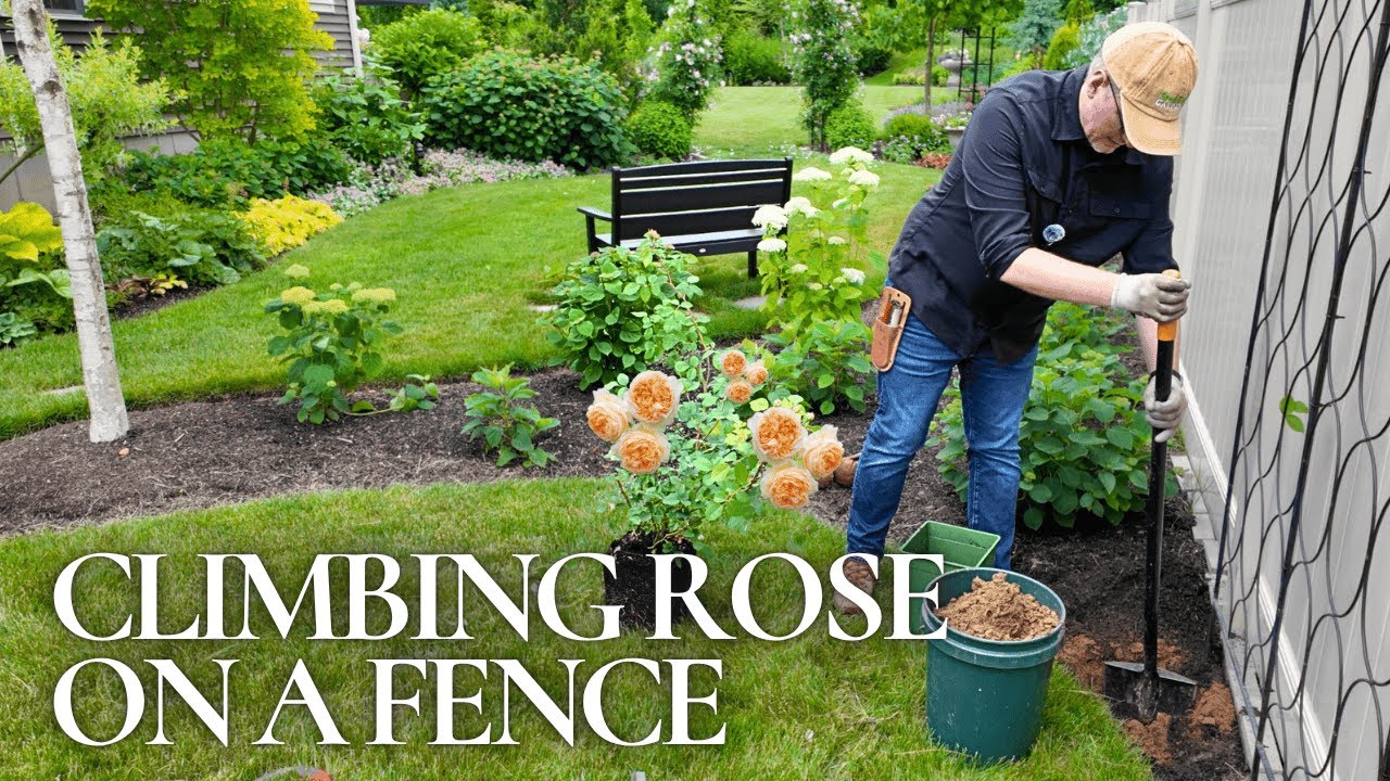 Planting a Climbing Rose 🌸 How We Trained ‘Bathsheba’ by David Austin