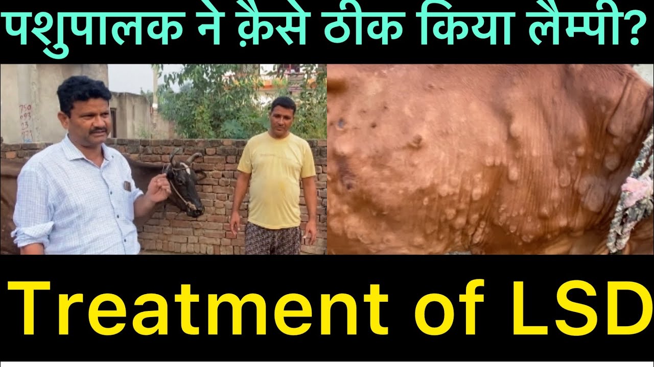 Treatment of lumpy skin disease l symptoms of LSD l dr umar khan