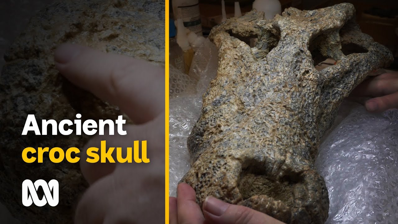Extinct Australian predator ate megafauna for breakfast | ABC Australia
