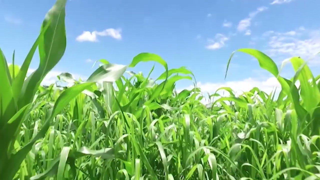 É POSSÍVEL FAZER O PLANTIO DIRETO DO MILHO EM ÁREA DE CAPIM? ESPECIALISTA RESPONDE