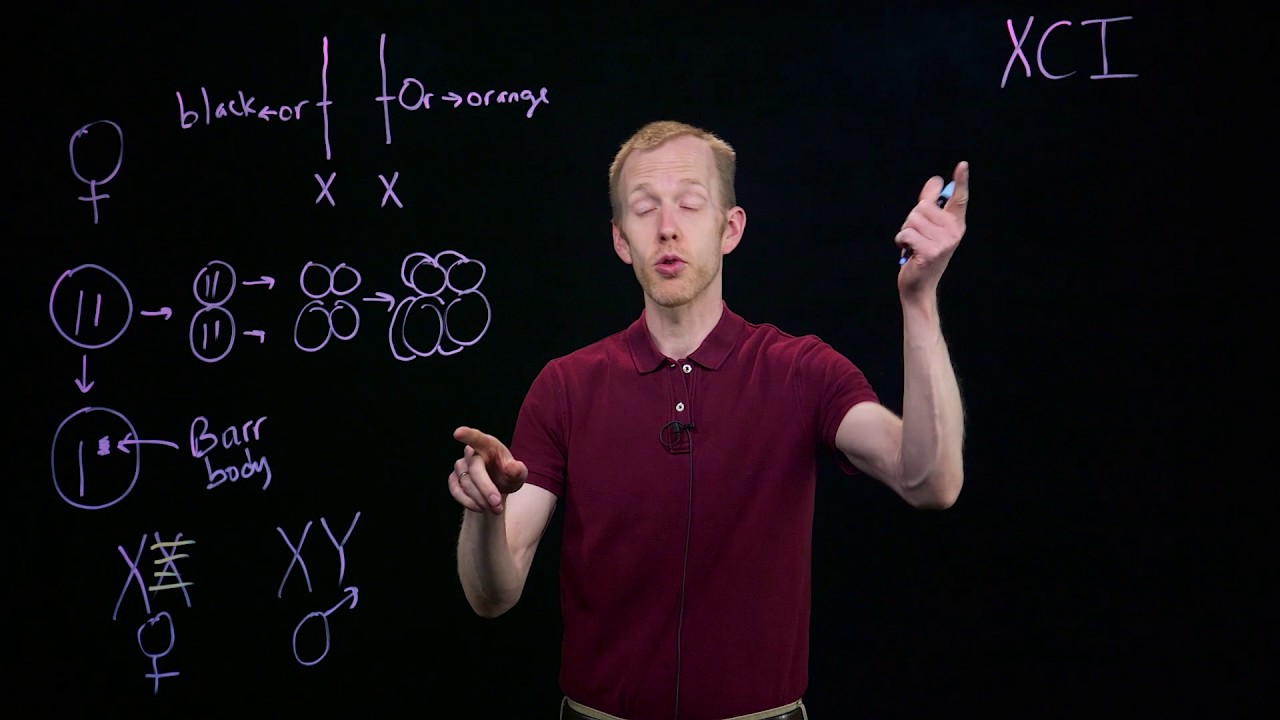 X Chromosome Inactivation