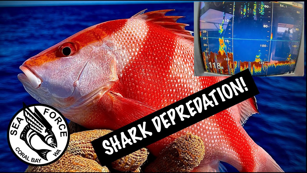 FIGHTING THE SHARKS AGAIN - Fishing Charter, Coral Bay, Shark Depredation.