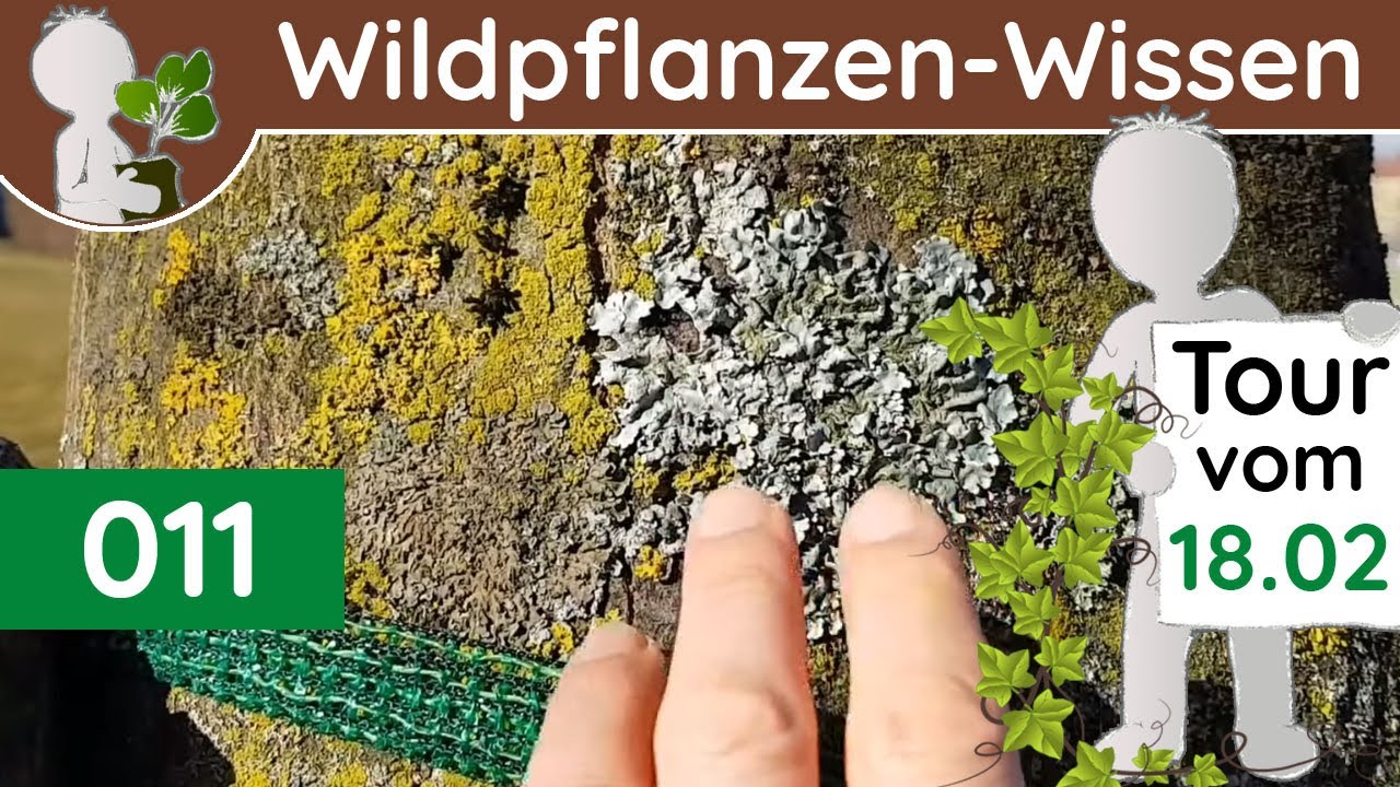 011 - Flechten - Pilz-Pflanzen-Mix-Wesen - Flechtenkunde / Lichenologie (Botanik-Doku - Februar)