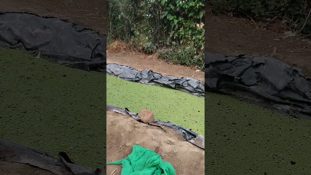 SIMPLE AZOLLA FARM SETUP | 10KG DAILY HARVEST. #agriculture