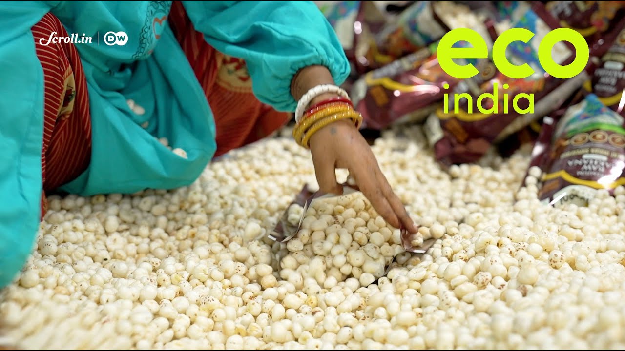 Eco India: How climate resilient fox nuts are helping Bihar's farmers tackle crop losses