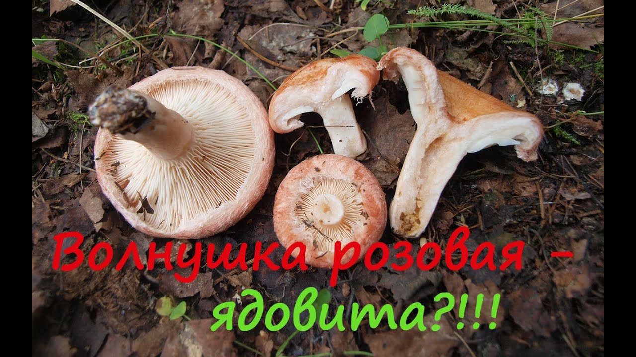 Волнушка розовая - ядовита ?!!!