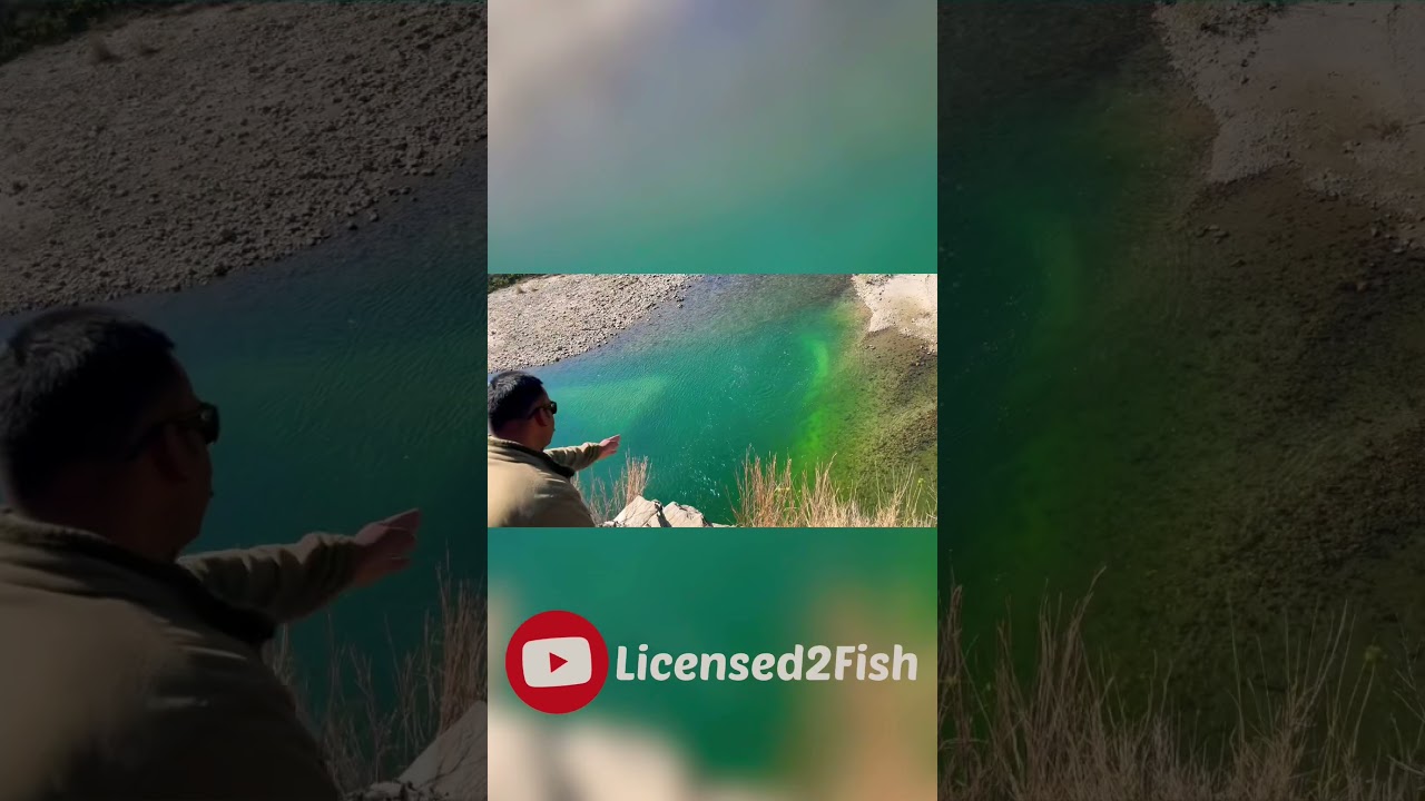 Spotted a huge catfish! 😮