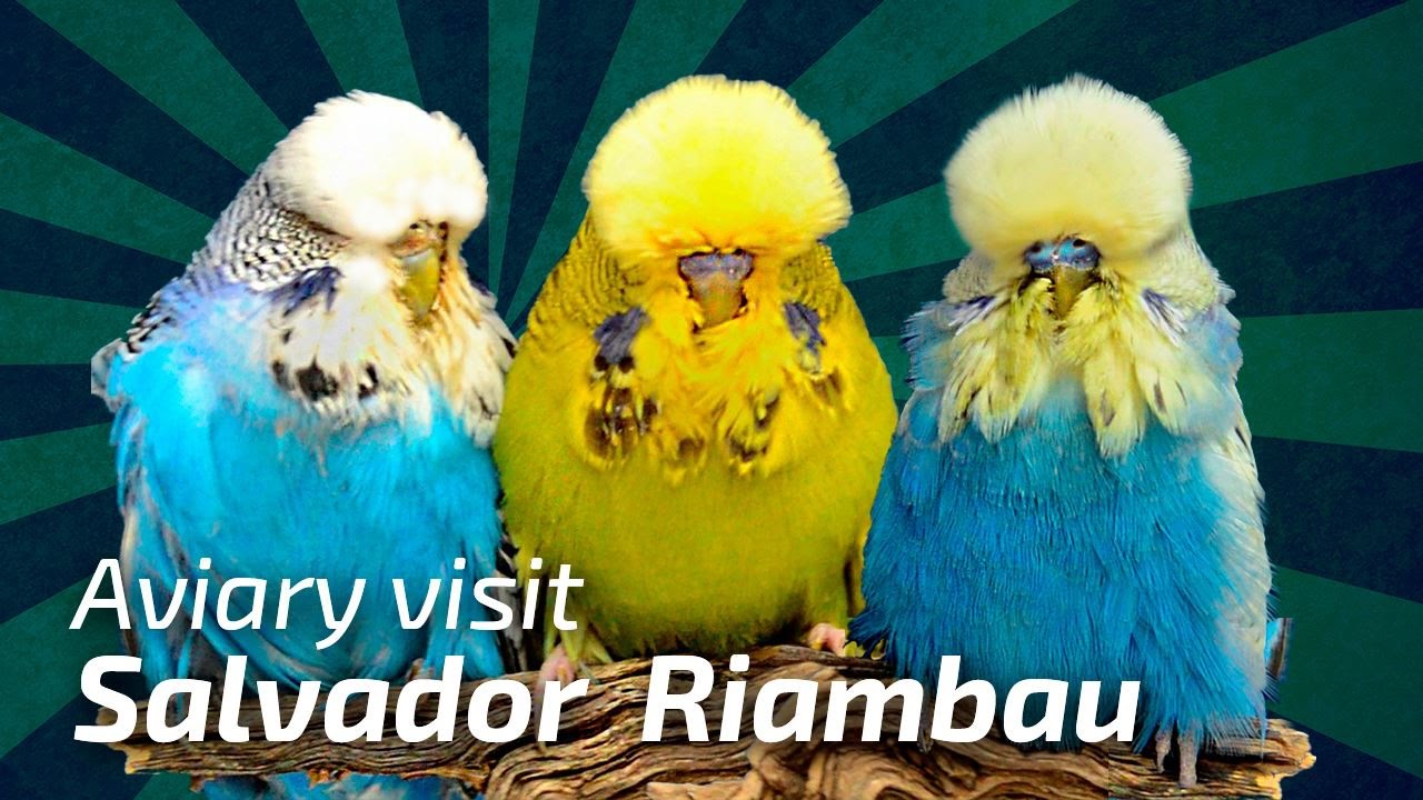 BREEDING TRICKS & TIPS How to breed Exhibition Budgies / Salvador Riambau |Spain [🌍Budgie Planet]