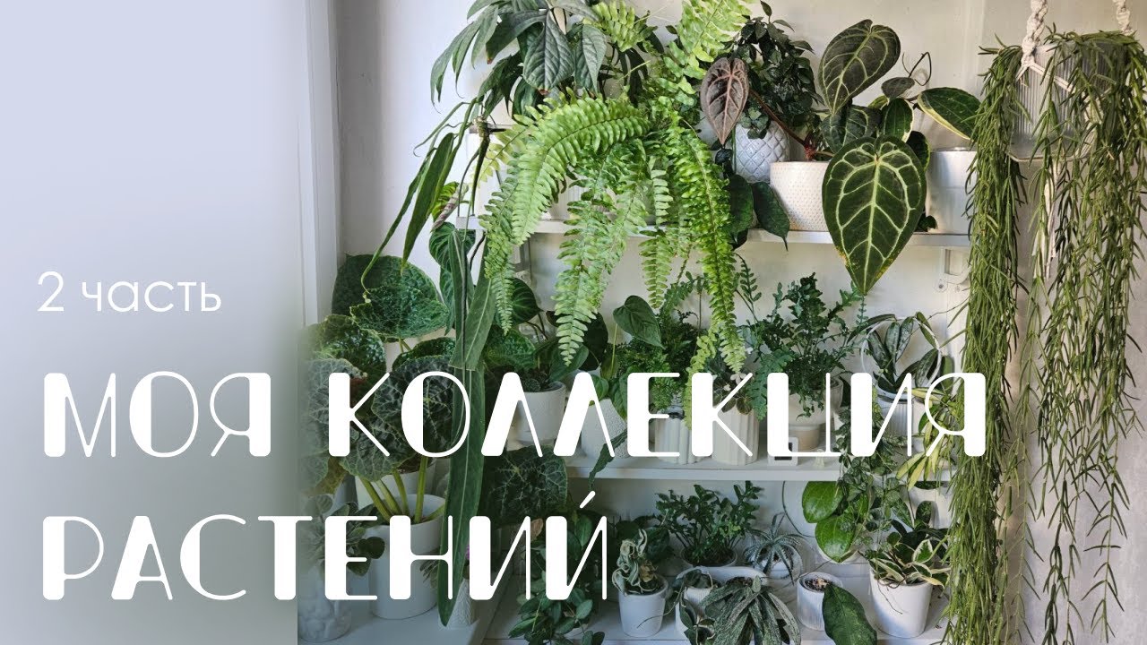 Обзор моей коллекции. 2 часть: Папоротники, хойи, ароидные. Июль 2025