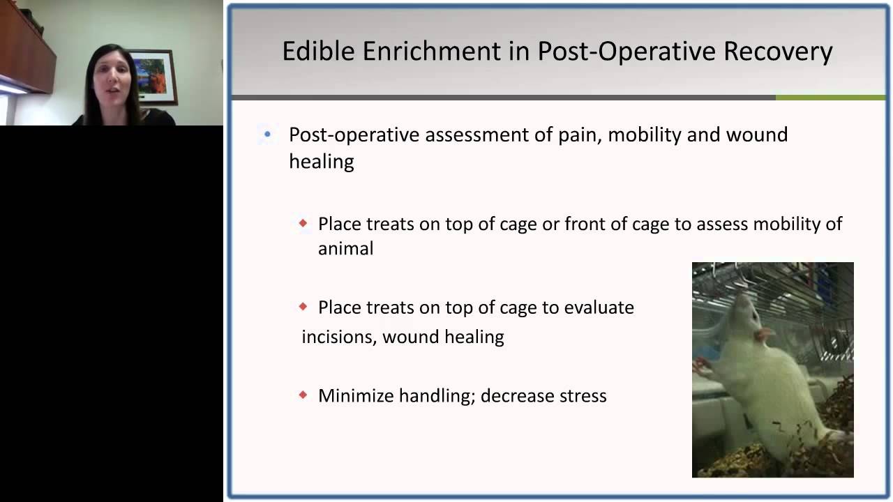 Jaime Lecker - Improving the Post Operative Recovery of Rodents through Nutrition and Enrichment