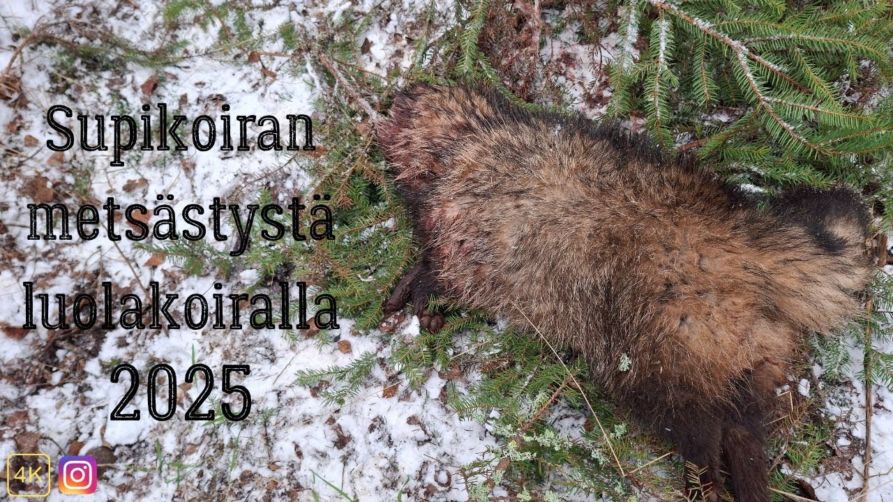 Supikoiran mets&auml;styst&auml; luolakoiralla 2025