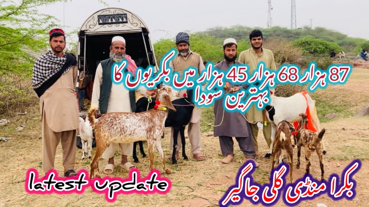 Bakra Mandi Gali jager لوکل مال latest update 8 March 2026#goat 