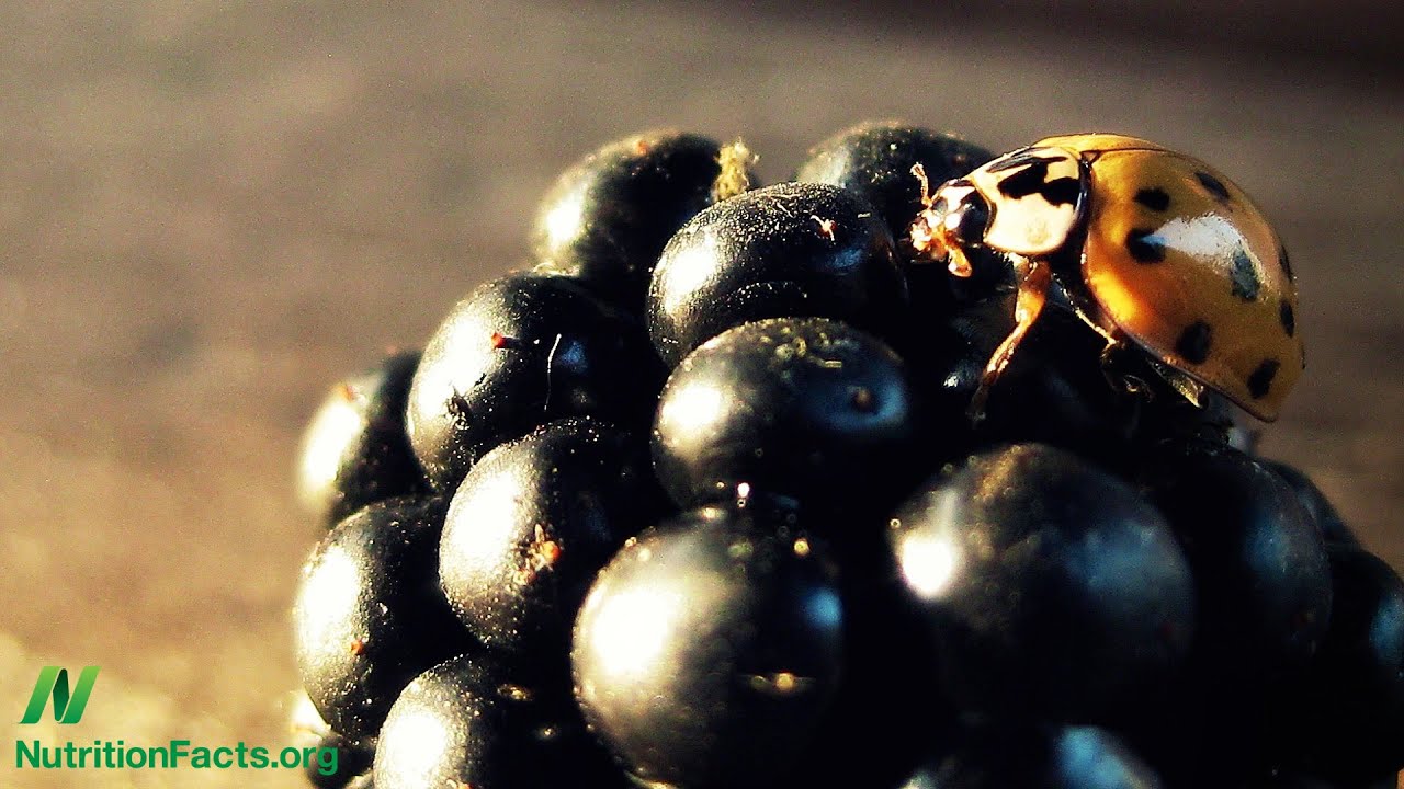 Berries vs. Pesticides in Parkinson’s Disease