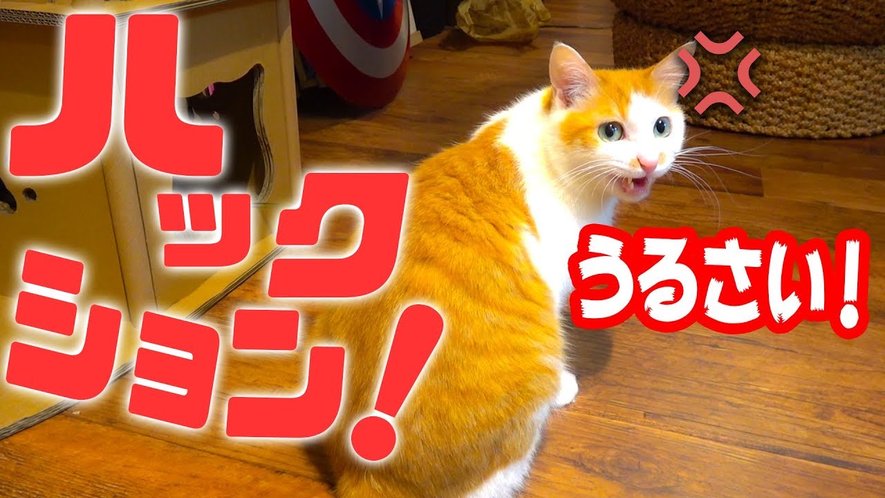 猫の目の前でくしゃみしたら怒られました…