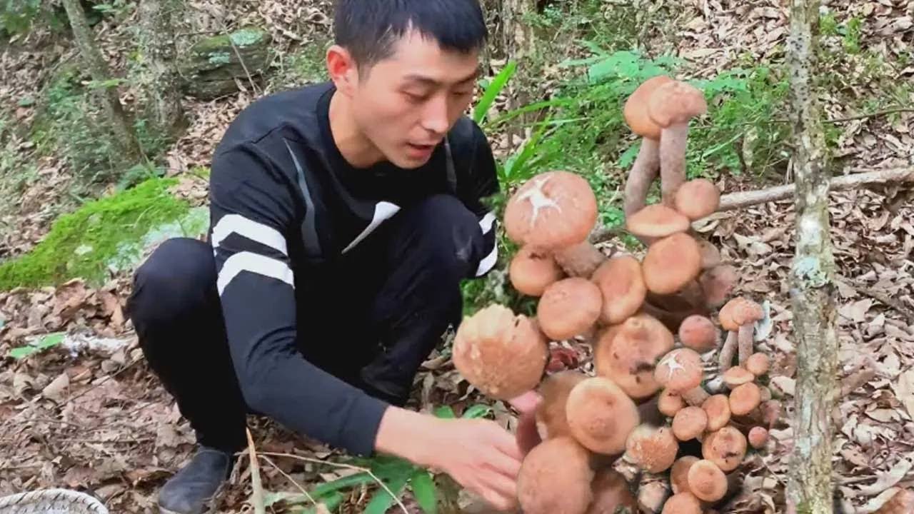 又上山撿菌子了，壹朵接壹朵的青頭菌，趕在下雨之前撿滿了壹篼【川農小韓】#川農小韓 #新鲜采摘 #food #樓頂菜園 #美食 #eat #delicious #outdoors
